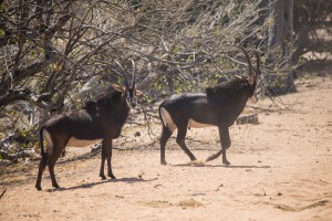 20160907-_g6t5944-2-copy