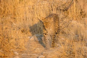 20160920-_i3a6248v1v1-edit